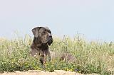 CANE CORSO 183